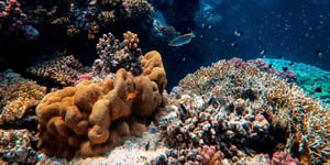 Fond marin avec des poissons et des coraux colorés