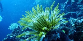 Erba marina verde sul fondale di un oceano