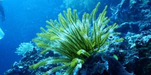 Herbe marine verte sur le fond d’un océan